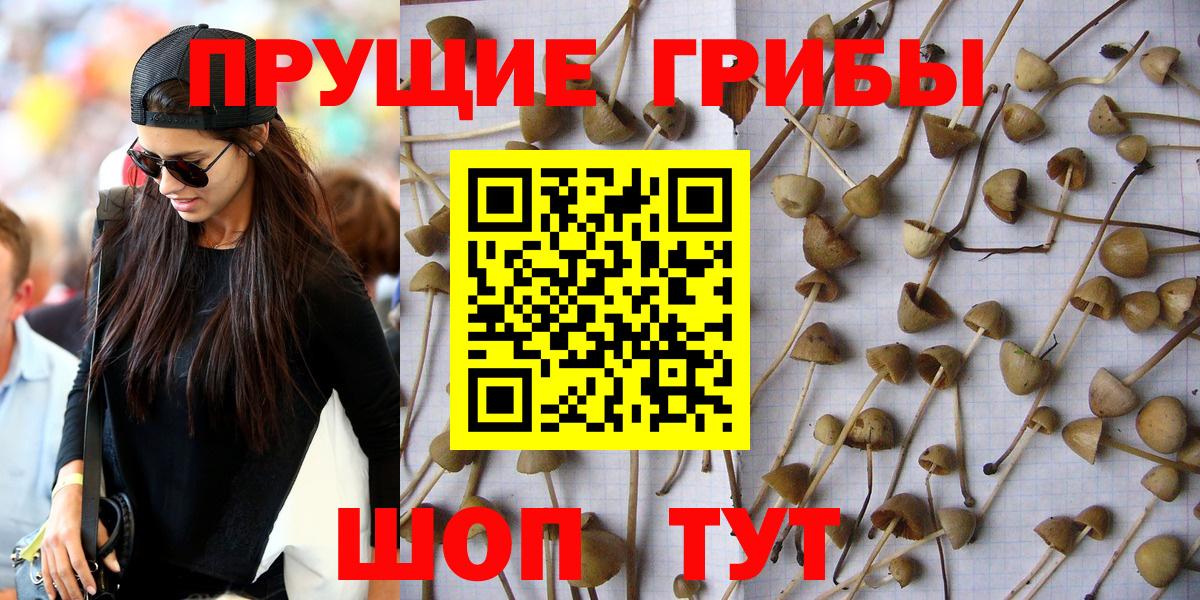 Сокол  Псилоцибиновые грибы ЛСД  Псилоцибиновые грибы мицелий  Вход с VPN 